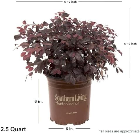 Red Diamond Loropetalum (2.5 Quart) Flowering Evergreen Shrub with Purple Foliage - Full Sun to Part Shade Live Outdoor Plant - Southern Living Plants - Image 2