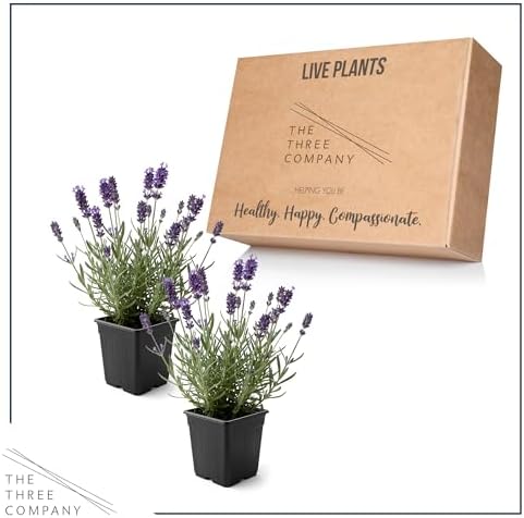 Lavender (2 Pack) - Purple Blooms, Live Fragrant & Aromatic Flowering Perennial, 10" Tall by 5" Wide in 1 Qt Pot - Image 5