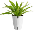 Costa Farms Bird's Nest Fern, Live Indoor Plant, Easy Care, Home Decor by Unknown