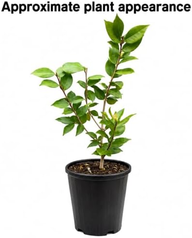 Sea Foam Camellia Shrub - 12-18" Tall Live Plant - Gallon Pot - Image 2