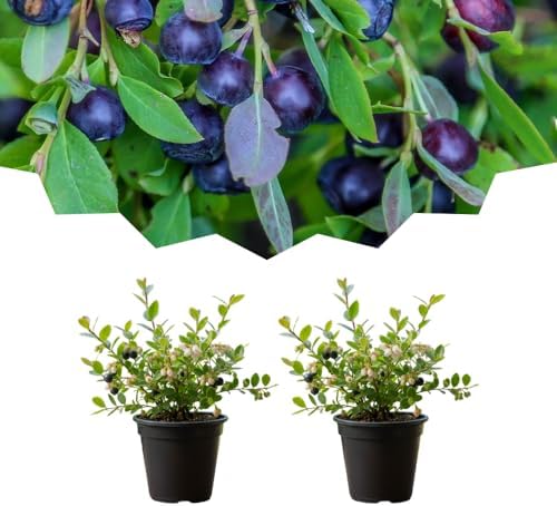 2 Black Huckleberry Bushes Live Plants, Cold Hardy Berry, 4 Inch Pot by TANKDA