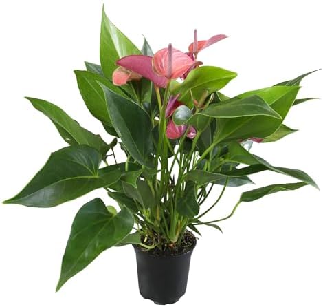 Purple Anthurium Live Plant (Approx. 8-11" Tall), Real Flowers/Unique House Plants in 4" Nursery Pot, Floral Desk Plant, Air Purifying Plants & Cool Gifts for Plant Lovers by Plants for Pets by PlantsforPets