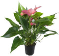 Purple Anthurium Live Plant (Approx. 8-11" Tall), Real Flowers/Unique House Plants in 4" Nursery Pot, Floral Desk Plant, Air Purifying Plants & Cool Gifts for Plant Lovers by Plants for Pets by PlantsforPets