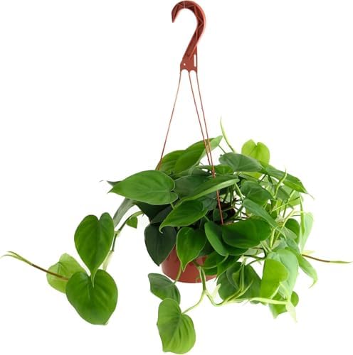 Shop Succulents Heartleaf Philodendron Cordatum, Live Indoor Houseplant, Easy Care Trailing Plant for Home Decor, Office, Room Decoration, Perfect Housewarming Gift, 6 Inch Pot by ShopSucculents