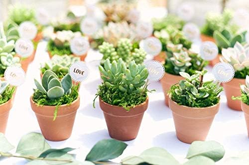 Shop Succulents | Can't Touch This Collection | Assortment of Hand Selected, Fully Rooted Live Indoor Cacti Plants, 5-Pack - Image 7