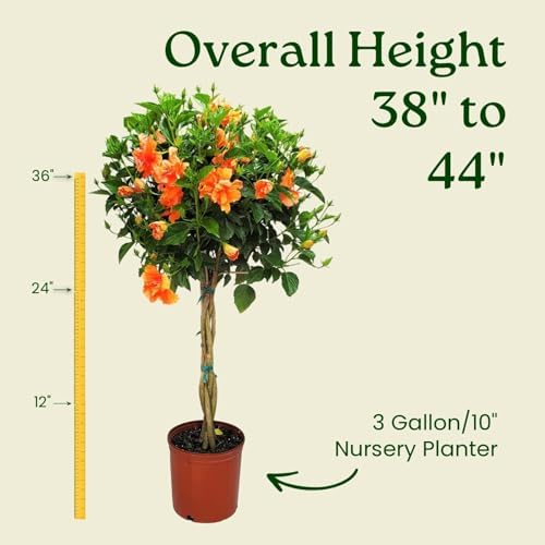 Braided Live Hibiscus Tree - Double Peach Flower - Tropical Plants of Florida - Overall Height 38" to 44" (Plant Only) - Image 3
