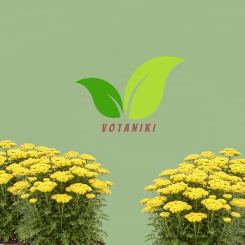 Votaniki Firefly Sunshine Yarrow Bare Root Perennial Bright Yellow Flowers Summer Blooming Drought Tolerant Upright Plant for Garden Borders Cut Flowers Outdoor Growing (Pack of 1) - Image 7