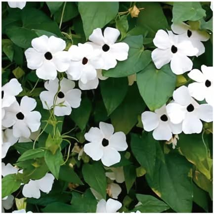 Park Seed White Black-Eyed Susan Vine Thunbergia – Pack of 25 by ParkSeed