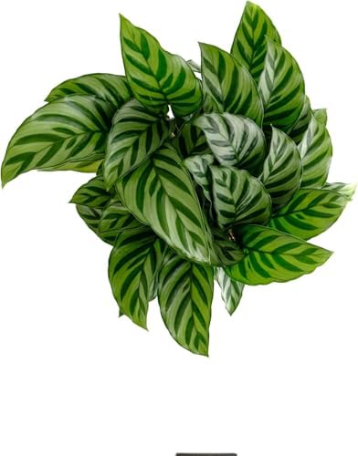 Shop Succulents Calathea Concinna Freddie, Live Indoor Plant, Easy Care Tropical Houseplant in Nursery Pot, Air Purifying Plant in Soil, Housewarming, Trendy Home Décor, 1-2 Feet Tall - Image 3