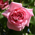 Heirloom Climbing Roses, Live Own Root Plant, Viking Queen by HeirloomRoses