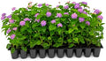 Lantana Purple | 40 Live Plants | Lantana montevidensis | Purple Flowers | Outdoor Landscapes | Heat Tolerant Groundcover | Containers Slopes Borders Pathways Garden Beds by FloridaFoliage