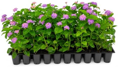 Lantana Purple | 10 Live Plants | Lantana montevidensis | Purple Flowers | Outdoor Landscapes | Heat Tolerant Groundcover | Containers Slopes Borders Pathways Garden Beds by FloridaFoliage