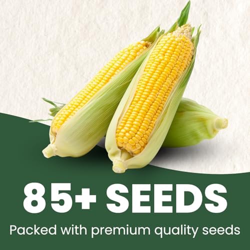 Corn Sweet Bantam 12 – 85 Premium Seeds for Planting – Classic Heirloom Sweet Corn Variety for the 2026 Season – 25 Gram Pouch - Image 2