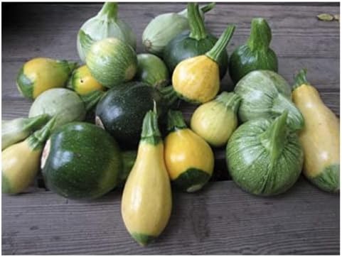 This is a Mix!!! 50+ Zucchini and Squash Mix Seeds 12 Varieties Non-GMO Delicious Grown in USA. Fast Growing, Rare, Super Profilic, - Image 5