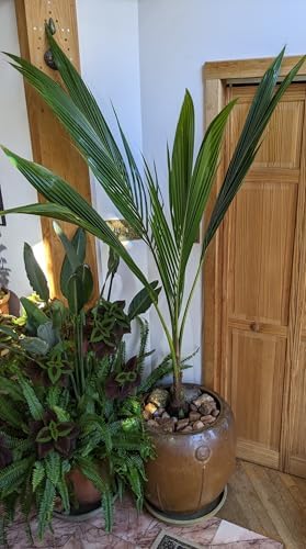 Green Malayan Coconut Palm Tree - Tropical Cocos Nucifera, Low Maintenance Live Exotic Palm for Indoor & Outdoor Spaces, Air-Purifying, Drought-Tolerant Ornamental Accent Plant (2gal Pot, 3-4ft) - Image 2