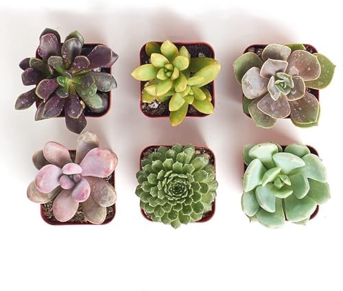 Shop Succulents Unique Succulent Plant Pack Collection - Live Mini Succulent Plants, Low Maintenance, Exceptional Colors & Textures - Wedding and Party Favors, Gift & Garden, Pack of 6 - Image 2