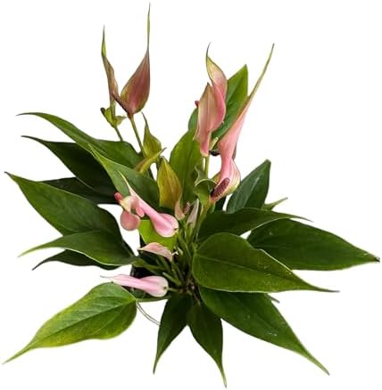 Anthurium (12"-14" Tall) Unique and Gorgeous Live Indoor Plant, Easy Care and Easy to Grow, Bloom Plant, 4 inch Pot (Lily Pink) - Image 2