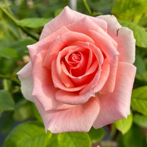 Light Pink Rose Live Plant, Bush, 5-10 Inch Tall - Image 5