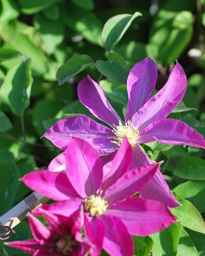 Perennial Farm Clematis 'Pink Champagne' Hybrid – Live Flowering Vine in 4 Quart Container, Large Rose-Pink Blooms with Contrasting Centers, Long Blooming, Ideal for Trellises, Arbors & Containers - Image 2
