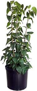 Syringa vul. X 'Primrose' (Lilac) Shrub, pale yellow flowers, #3 - Size Container by GreenPromiseFarms