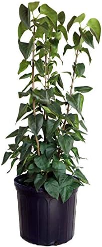 Syringa vul. X 'Primrose' (Lilac) Shrub, pale yellow flowers, #3 - Size Container by GreenPromiseFarms