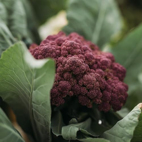 Purple of Sicily Cauliflower - 100 Cauliflower Seeds, Thresh Seed Co. - Image 3