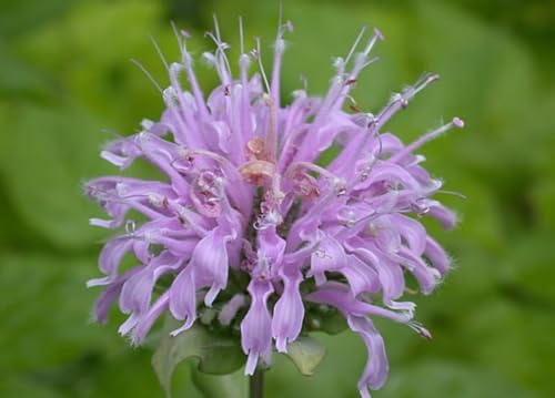 Set of 4 Live Flowering Bee Balm Plants – Vivid Pink Color - Monarda 'Bubblegum Blast' – Bright Pink Blooms – Attracts Butterflies & Bees – 4 Live Plug Plants (~4” Tall) NOT Potted – Perennial - Image 5