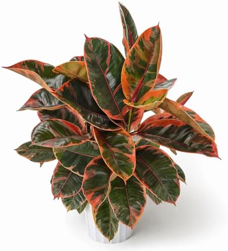 Large Ficus Ruby Live Plant, Indoor Plant, Live Houseplants, Ficus Plant for Home Decor, Colorful Indoor House Plant by Unknown