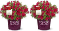 1 Gal Encore Azalea Autumn Bonfire (Pack of 2) by EncoreAzalea