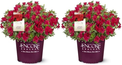 1 Gal Encore Azalea Autumn Bonfire (Pack of 2) by EncoreAzalea