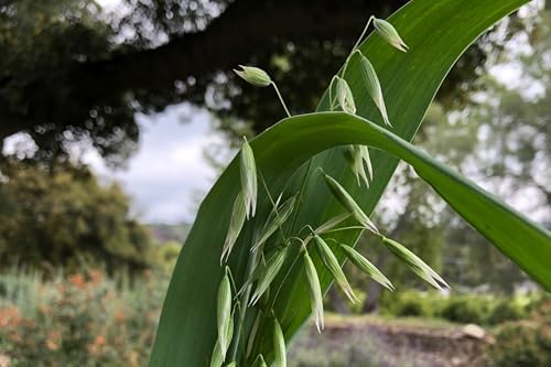 All Good Things Organic Common Oat Seeds for Planting: 275 Count - Image 4