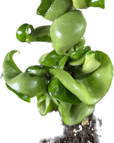 Hoya Compacta aka Hoya Hindu Rope Available in 2" Pot Live Hoya Plant | Air-Purifying Plant - Image 3