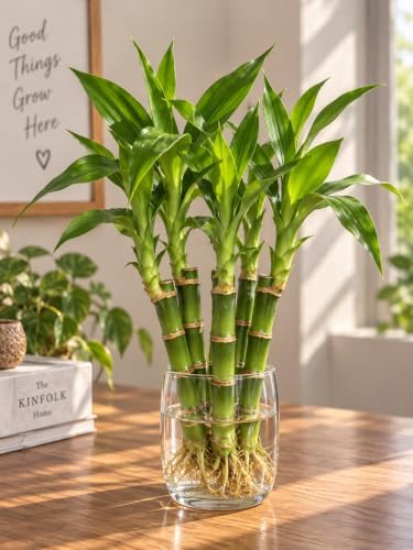 6" Lucky Bamboo Live Plants – Indoor Water or Soil Growing – Feng Shui Good Luck Plants-5 Stalk - Image 6