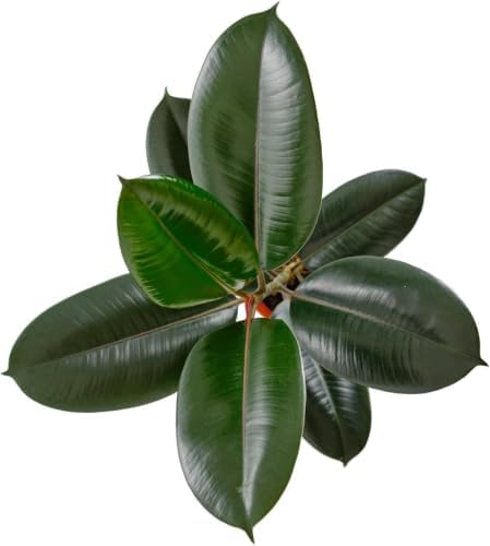 Shop Succulents - Live Indoor Ficus Burgundy Rubber Tree, 6" Nursery Pot - Image 3