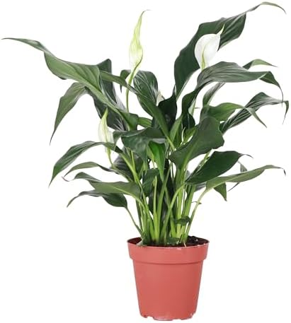 Live Peace Lily Plant, Spathiphyllum, Low Light, Easy to Grow, 4" Pot - Image 2