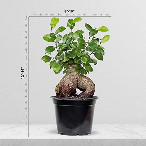 Live Ginseng Ficus, Ficus Retusa, Taiwan Ficus, Banyan Fig, Bonsai Houseplant, Birthday Gift, Housewarming Gift for The Home, Plant Lover Gift, Live Potted Houseplant in 6" Pot - Image 5