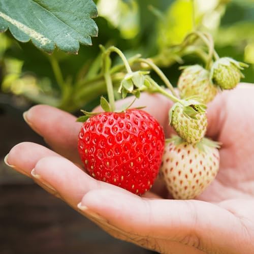 AC Wendy June Bearing Bare Root Strawberry Plants – Early Harvests Every Year! Grow Flavorful Strawberries from Hand Picked Nursery (15) by HandPickedNursery