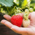 AC Wendy June Bearing Bare Root Strawberry Plants – Early Harvests Every Year! Grow Flavorful Strawberries from Hand Picked Nursery (15) by HandPickedNursery