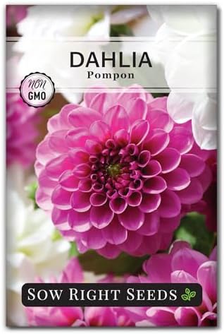 Sow Right Seeds - Pompon Dahlia Seed for Planting Your Own Flower Garden by SowRightSeeds