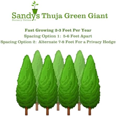 Thuja Green Giant Arborvitae Lot of 20, 3 Inch Pot - Image 3