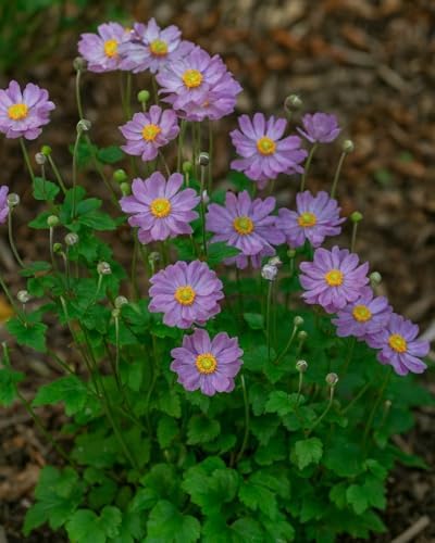 Perennial Farm Anemone x Hybrida Fantasy™ 'Pocahontas' – Live Windflower in #1 Container, Semi-Double Pink Blooms, Compact, Long Blooming, Deer Resistant, Ideal for Borders & Pollinator Gardens by PerennialFarmMarketplace