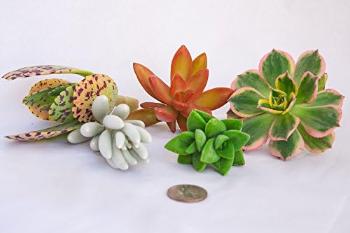 10 Assorted Live Succulent Cuttings, No 2 Succulents Alike, Great for Terrariums, Mini Gardens, and as Starter Plants - Image 3