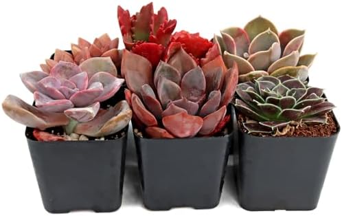 Mountain Crest Gardens Pink, Purple & Red Succulent Pack - 6 Live Plants in 2 Inch Pots - Real Succulents for Indoor/Outdoor Decor, DIY, and Gifts - Image 3