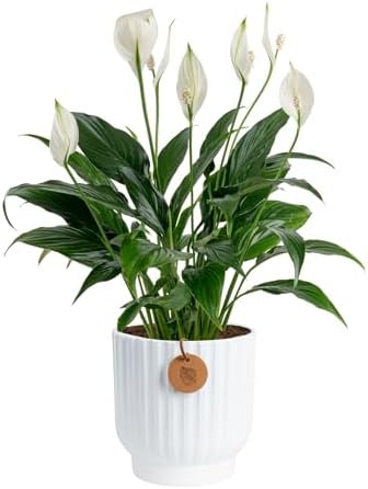 Costa Farms Peace Lily, Live Indoor Plant, Air Purifying, White Blooms by Unknown