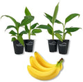 Double Mahoi Banana Tree - 4 Live Starter Plants - Musa - Edible Fruit Bearing Tree for The Patio and Garden by WekivaFoliage