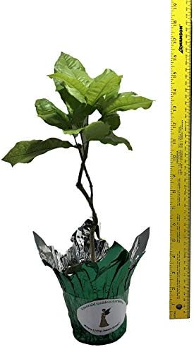 Purple Queens Wreath, a/k/a Sandpaper, Bluebird Vine, Live Plant - Image 7