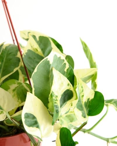 Shop Succulents Pothos Pearls & Jade, Live Indoor Plant, Low Maintenance Houseplant with Elegant Green and White Variegated Leaves, Home Decor, Office, and Room Enhancement, 6 Inch Nursery Pot - Image 2