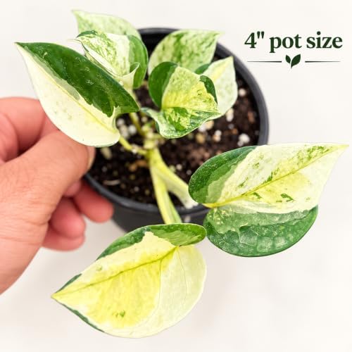 Epipremnum Global Japan Live Plant - Rare Variegated Pothos - Image 2