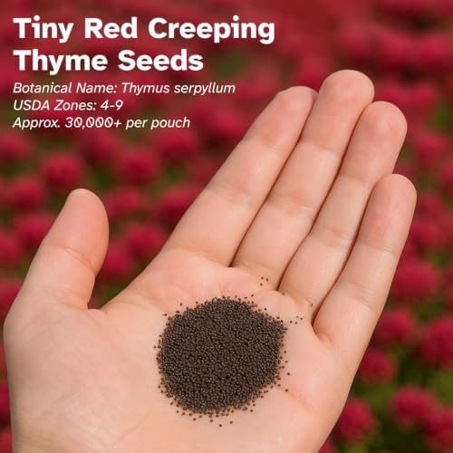 30000 Red Creeping Thyme Seeds, Thymus praecox Cover for Lawns & Gardens - Image 4