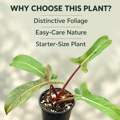 Philodendron Florida Bronze Starter Plant - Rare Live Indoor House Plant - Image 4